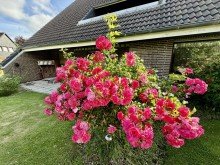 Natur pur Endlich Platz f�r das, was wirklich z�hlt - Gro�z�giges Familienhaus in B�sum